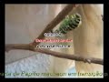 Papilio Machaon Papilio Machaon