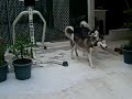 Kaiser and Lilo 3