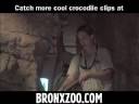 Massive Crocodile Training at the Bronx Zoo Massive Crocodile Training at the Bronx Zoo