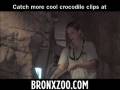 Massive Crocodile Training at the Bronx Zoo