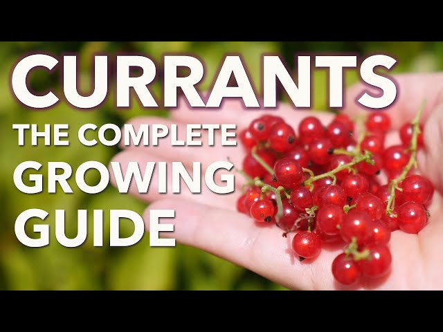 WILD RED CURRANTS ***SALE*** A NATIVE ONTARIO FRUIT BUSH in Plants, Fertilizer & Soil in Oshawa / Durham Region