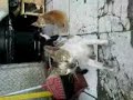 Click here to watch this video Kucing oon.3GP