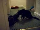 Licking cats