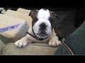 My Baby English Bulldog - MacLovin\ My Baby English Bulldog - MacLovin\