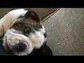 Antiguo Bulldog Inglés video