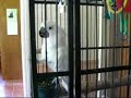 Winston the Umbrella Cockatoo sings along with Springsteen Winston the Umbrella Cockatoo sings along with Springsteen