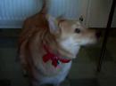 Leo snarling Husky X dog destroys killer bubbles