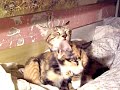 叻叻與花花