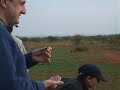 spitting widebeest poo spitting widebeest poo