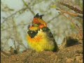 Crested Barbet