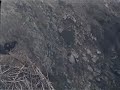 Miracle & Surprise Playing on the WE Nest