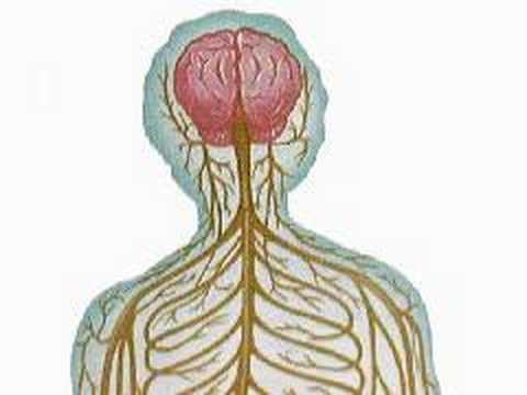 How the Body Works : The Anatomy of ...