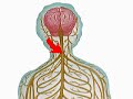 The Anatomy of the Central Nervous System 