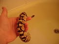 Pastel Ball Python Swimming!