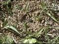 Ptilothix delivers pollen