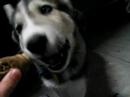 baby-wolf-has-no-coordination-clumsy-puppy.html