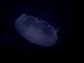 Jellyfish Invasion - Deep Sea Submersible Jellyfish Invasion - Deep Sea Submersible