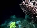 Jellyfish Invasion - Deep Sea Submersible