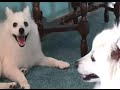 American Eskimo Dog Frosty, Shimmer and Kiah