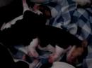 Los 6 cachorros de pancho y camila que nacieron el 15 de mayo 2008