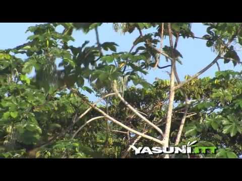 itt - Ecuador proposes to leave below earth the petroleum of the Yasuní National Park in order to avoid the emission of 407 million tons of carbon and to combat cl...