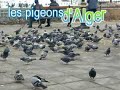 Les Pigeons d\
