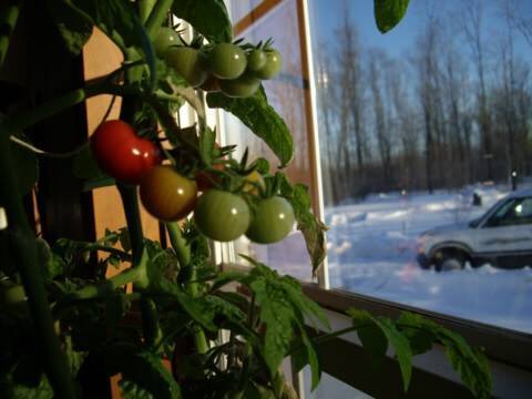 how to grow tomatoes indoors