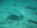 Cow-tail stingray Cow-tail stingray