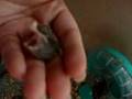 Baby-Hamster-Eating