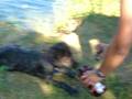 wet dog