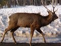 Male Yezo deer in Hokkaido Shiretoko