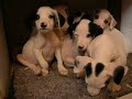 Perritos abandonados Perritos abandonados