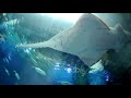 Acquario tokyo - manta e Squalo sega