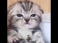 CAN'T HANDLE THE CUTENESS OF THESE PETS