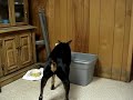 FeedingTime