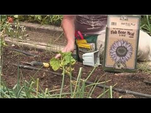 how to transplant butternut squash