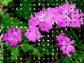 "Ciocarlia" Gh. Zamfir Spring flowers in Romanian mountains