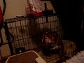 my dog sounds like a turkey