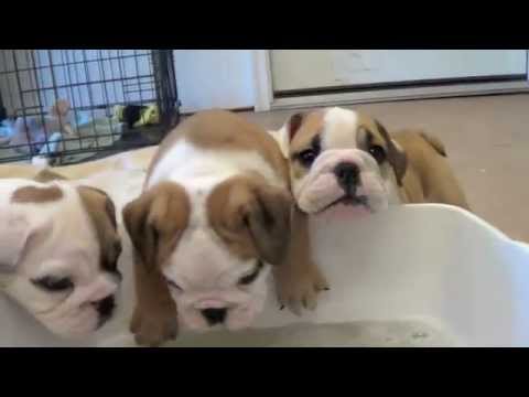 how to care english bulldog puppy