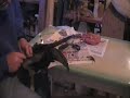 Pheasant Taxidermy Video 3 of 5