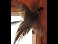 videos de Pheasant Taxidermy Video 3 of 5