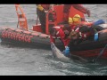 brutallity killing whale ... soul feel the pain