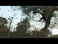 ulivo1