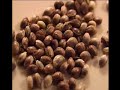 Ready-Set-Grow Part 4 of 7 UPDATED