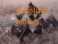 Dobermann Rais (1974-1988) Roma
