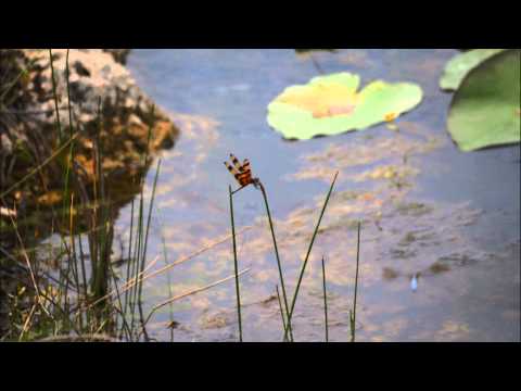 Everglades National Park and Homestead, South FL