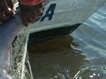 Dramatic Dolphin Rescue From Illegal Fisher's Net