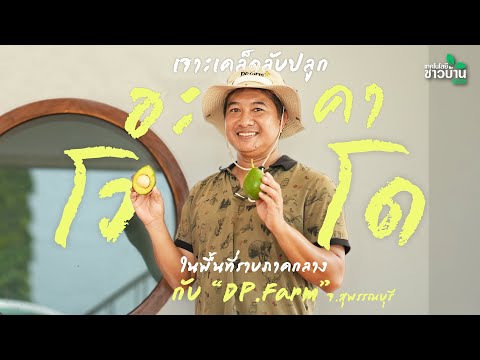 เจาะเคล็ดลับปลูกอะโวคาโดในพื้นที่ราบภาคกลางกับ “DP. Farm” จ.สุพรรณบุรี