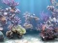 Eleze - Underwater Love