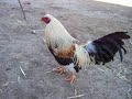 gallos,roosters, game fowl